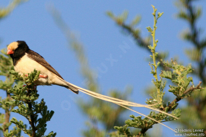 Straw-tailed Whydah male adult breeding