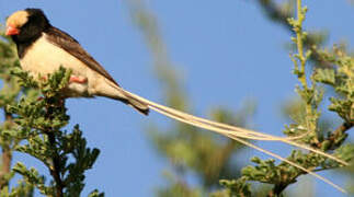 Straw-tailed Whydah