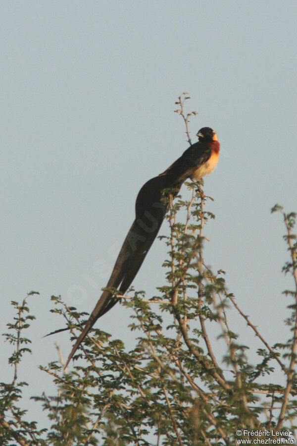 Long-tailed Paradise Whydah male adult breeding