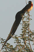 Long-tailed Paradise Whydah