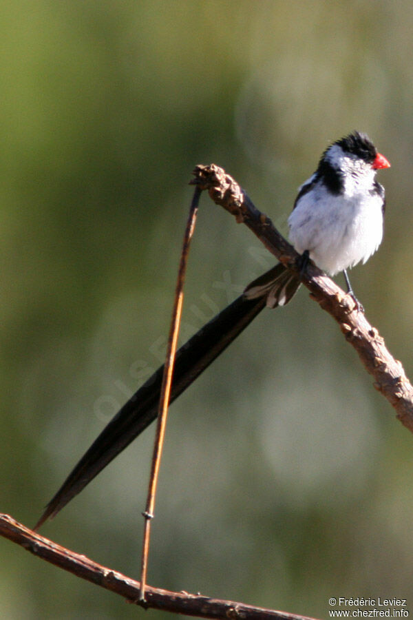 Pin-tailed Whydah male adult breeding