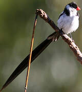 Pin-tailed Whydah