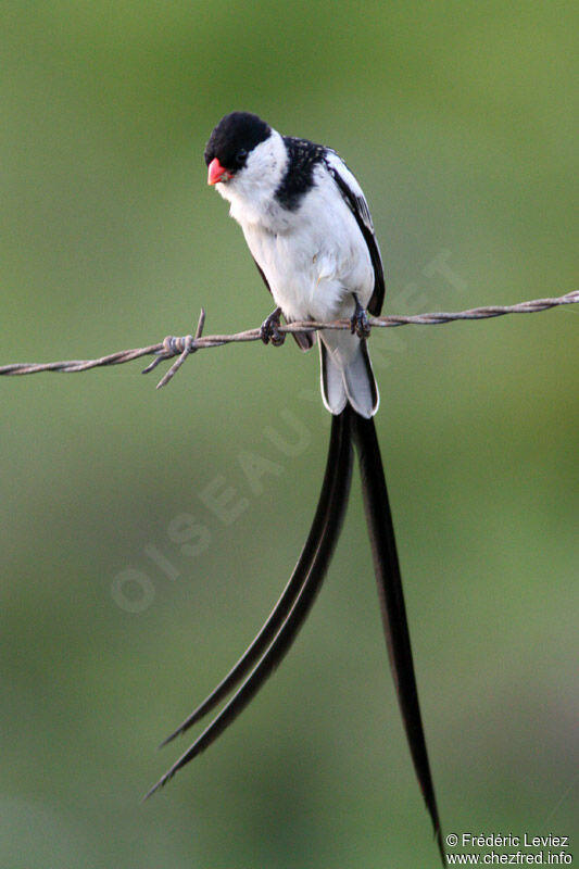 Pin-tailed Whydah male adult breeding, identification