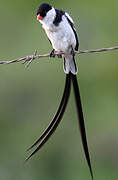 Pin-tailed Whydah