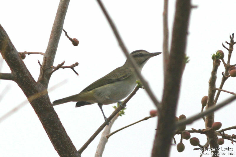 Black-whiskered Vireoadult