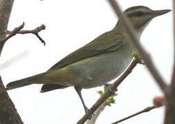 Black-whiskered Vireo