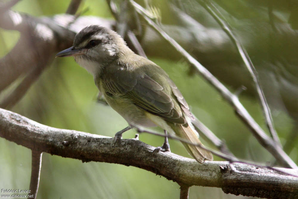 Black-whiskered Vireoadult, identification