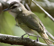 Black-whiskered Vireo