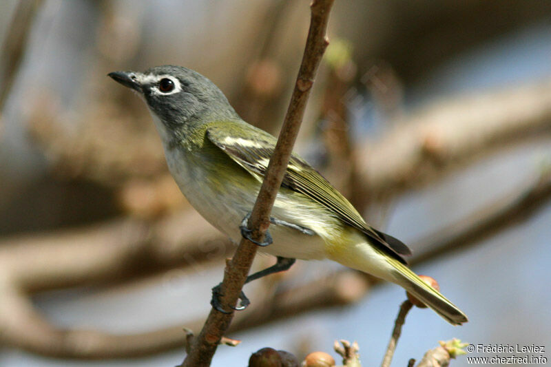 Viréo à tête bleueadulte