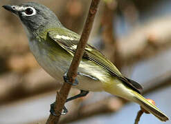 Blue-headed Vireo