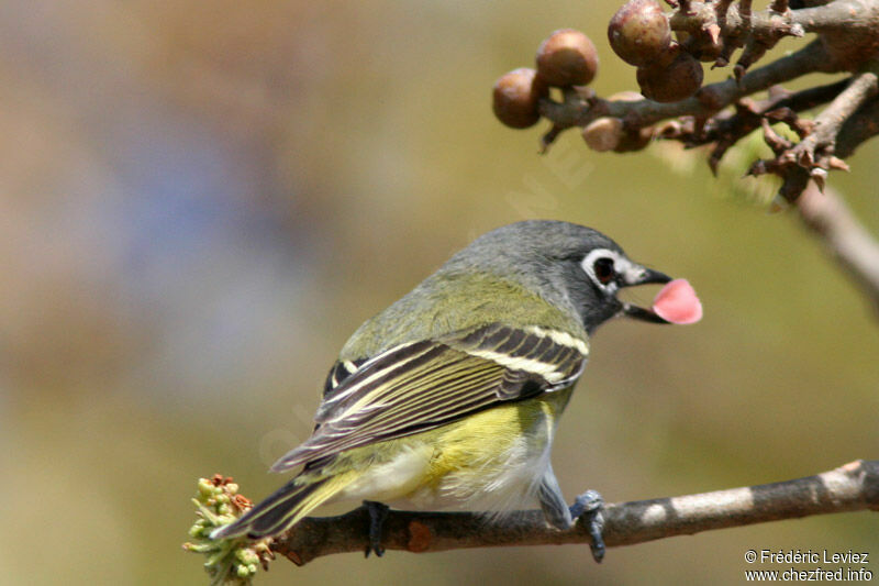 Blue-headed Vireoadult