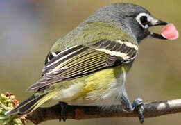 Blue-headed Vireo