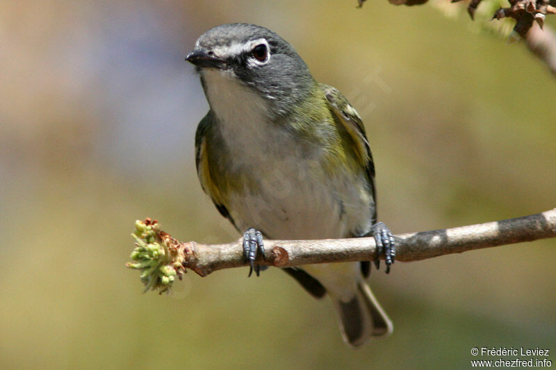 Blue-headed Vireoadult