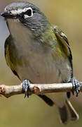 Blue-headed Vireo