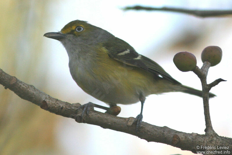 White-eyed Vireoadult