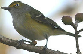 White-eyed Vireo