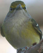 White-eyed Vireo