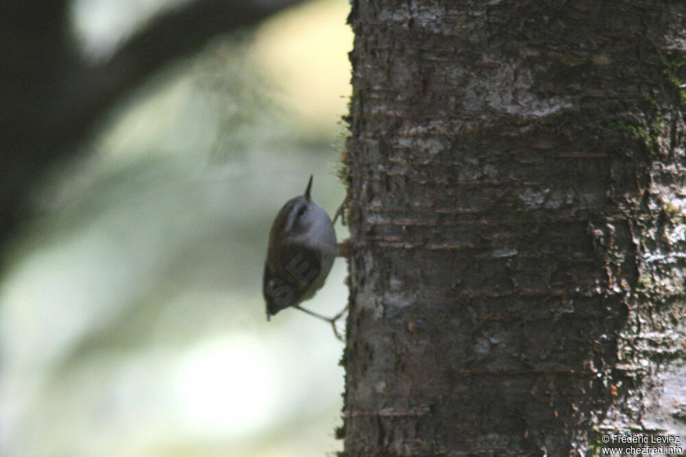 Rifleman male adult, identification, Behaviour