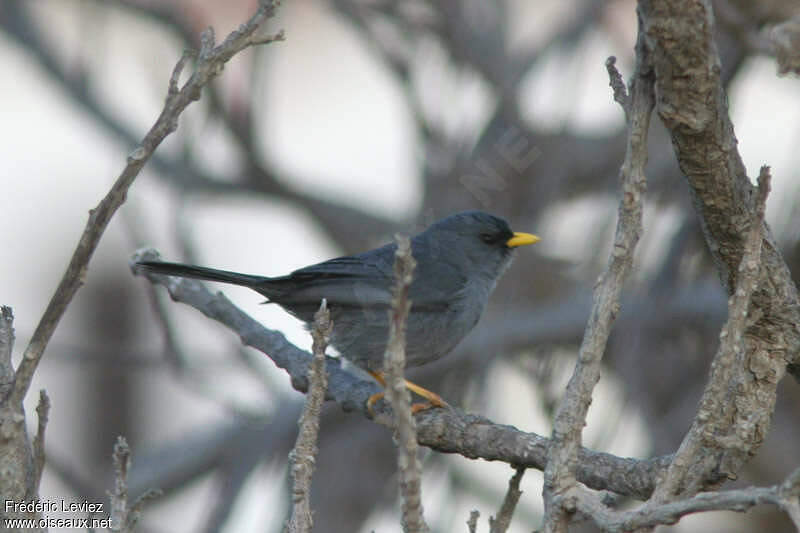 Xénospingue uniforme adulte frle36005