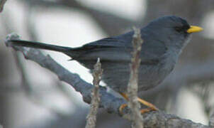 Slender-billed Finch