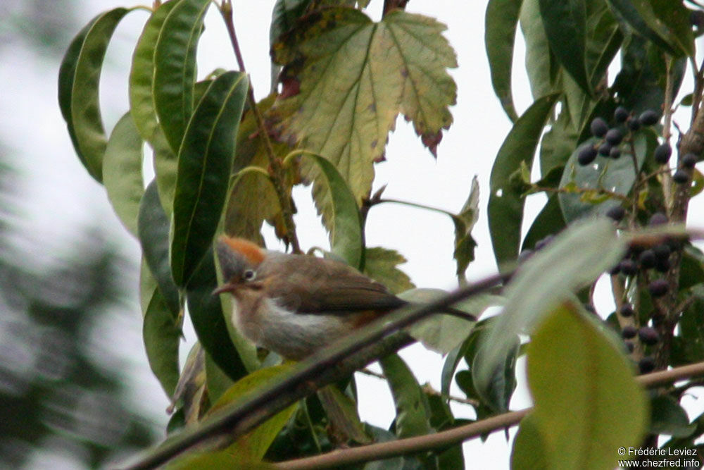 Yuhina à ventre rouxadulte, identification