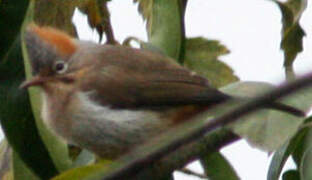 Yuhina à ventre roux