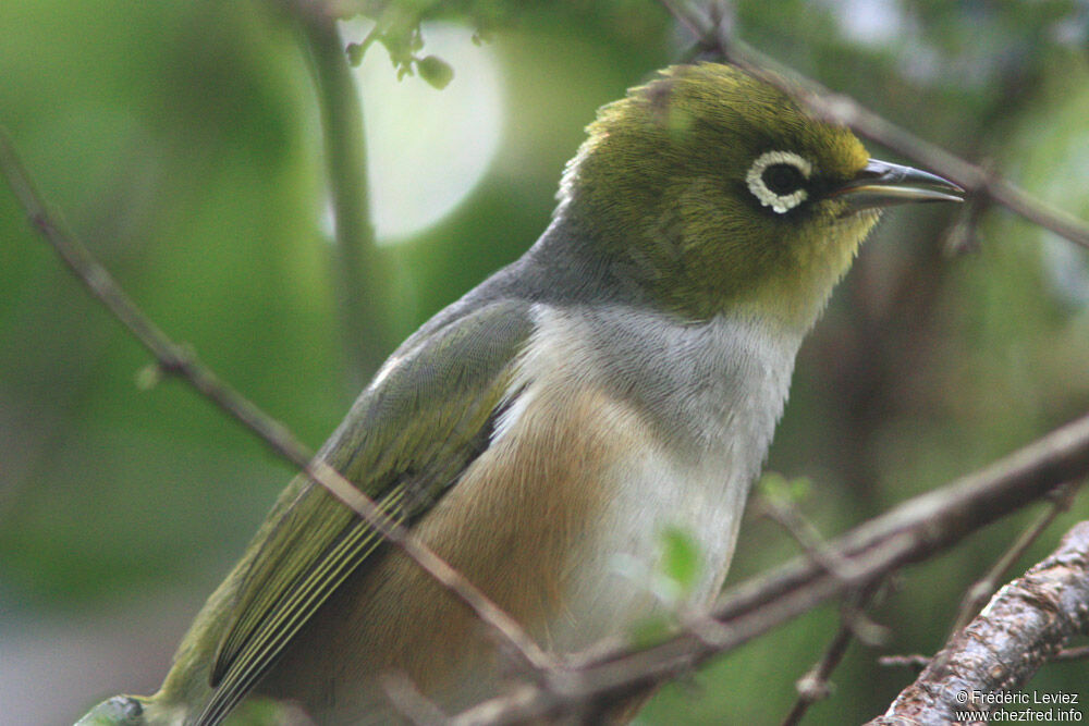 Silvereyeadult, identification