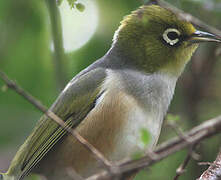 Silvereye