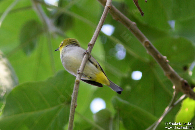 Ethiopian White-eyeadult