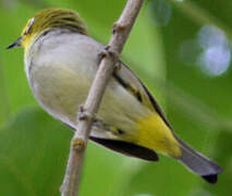 Heuglin's White-eye