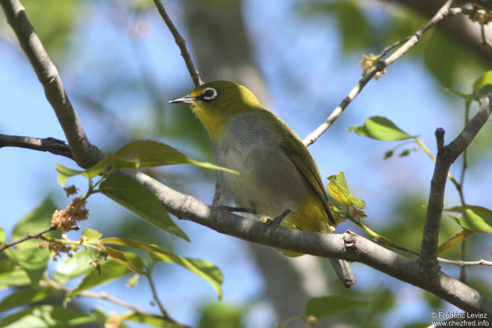 Zostérops du Capadulte, identification