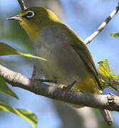 Cape White-eye