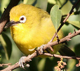 Zostérops jaune