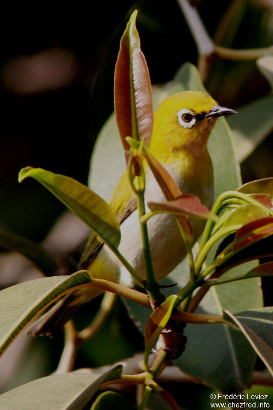 Indian White-eyeadult, identification