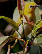 Indian White-eye