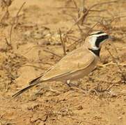 Temminck's Lark