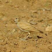 Desert Lark