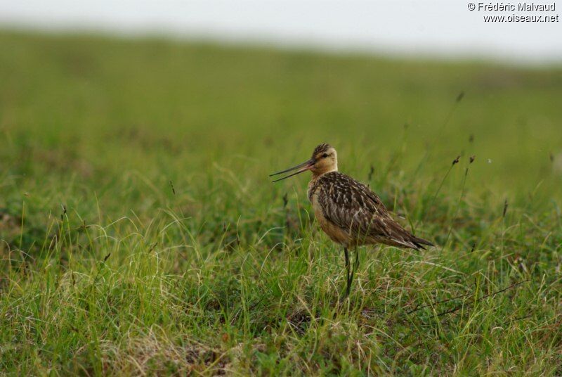 Bar-tailed Godwit male