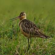 Bar-tailed Godwit