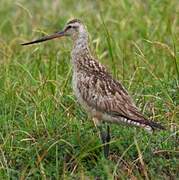 Bar-tailed Godwit