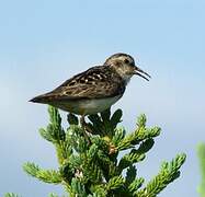 Least Sandpiper