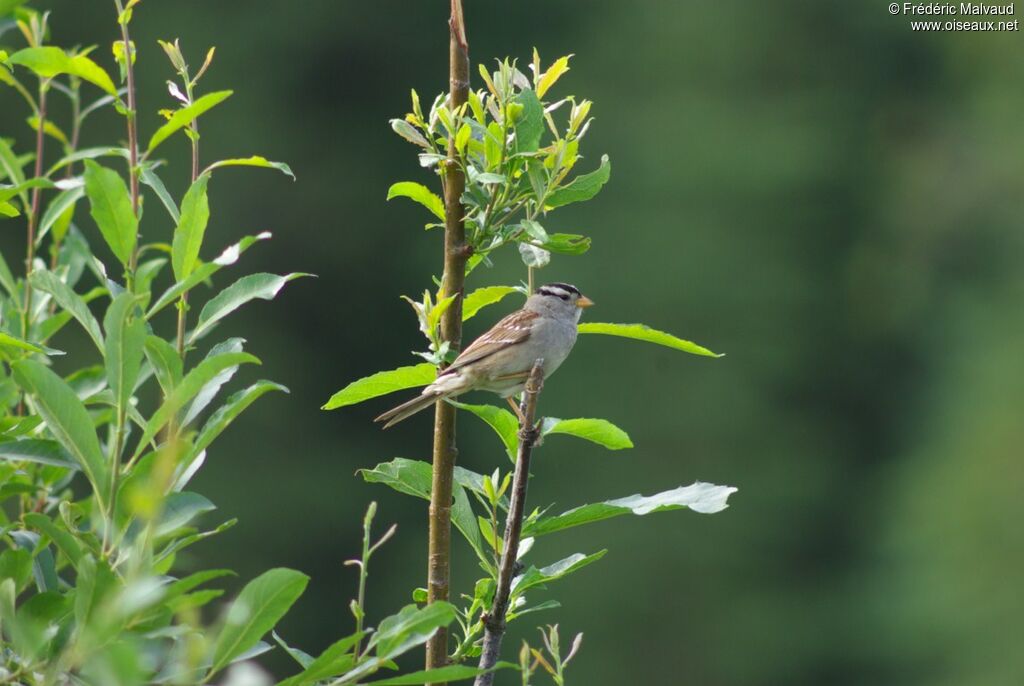 White-crowned Sparrowadult breeding