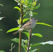 White-crowned Sparrow