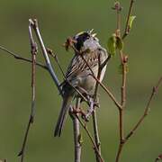 Golden-crowned Sparrow