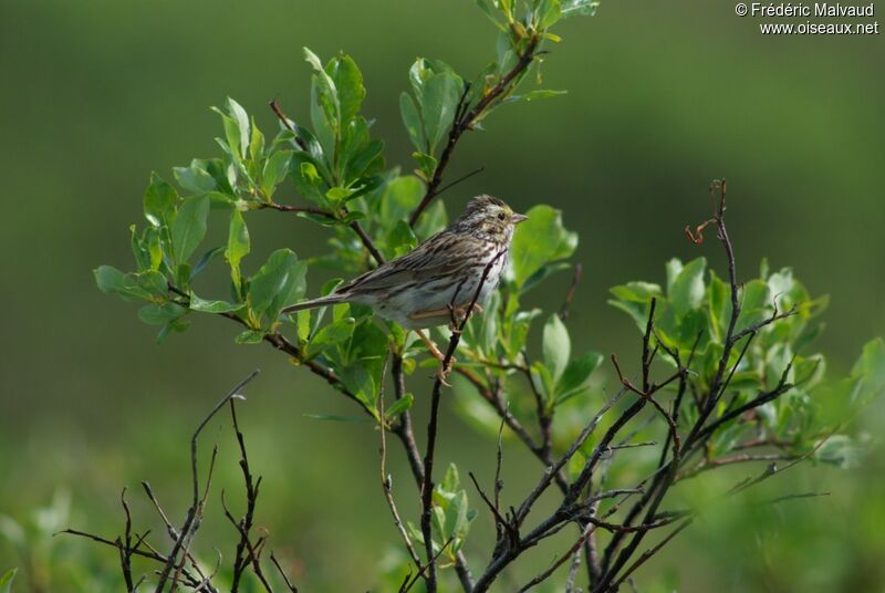 Savannah Sparrowadult breeding