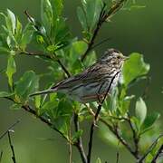 Savannah Sparrow