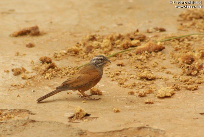 Bruant du Sahara mâle