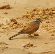 House Bunting