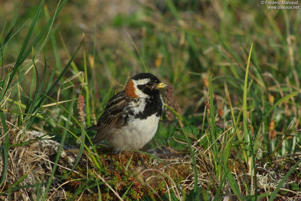 Bruant lapon mâle adulte nuptial, habitat