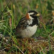 Lapland Longspur